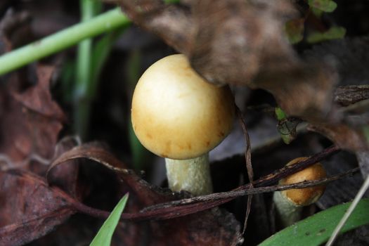 Two yellow mushrooms among withered leaves and green grass