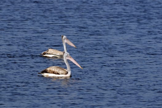 Spot Billed Pelican in his natural habitat