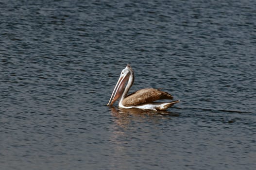 Spot billed pelicans looking active early morning