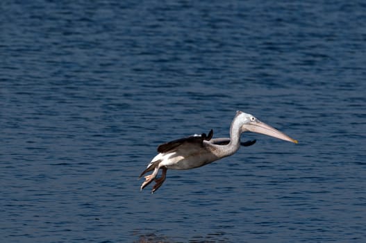 Spot billed pelicans looking active early morning