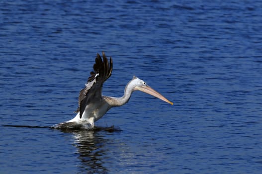 A beautiful Gray pelican in action at a local pond