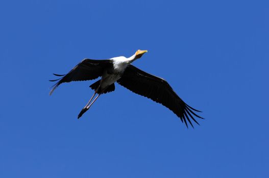 A large painted stork soaring high in the sky