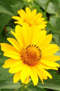 Two yellow arnica flowers among green leaves in the garden