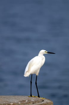 Little Egret in its natural habitat