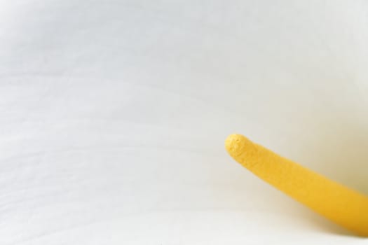 Closeup photo of a white calla