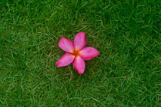 Frangipani flower in the rain