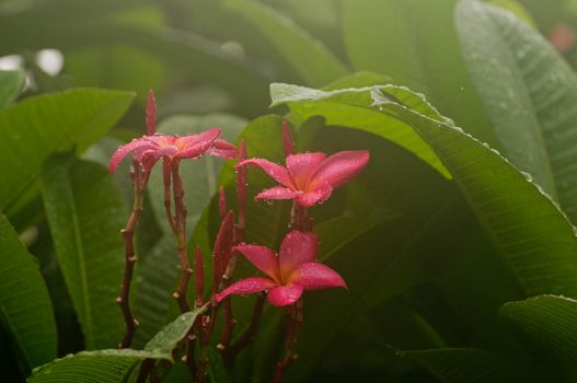 Frangipani flower in the rain