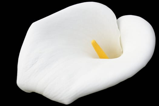 Isolated white calla on th black background