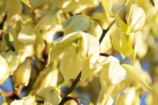 White yellowish flowers on the tree