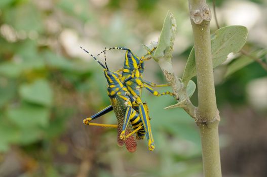 Close up photo of a beautiful painted Grasshopper