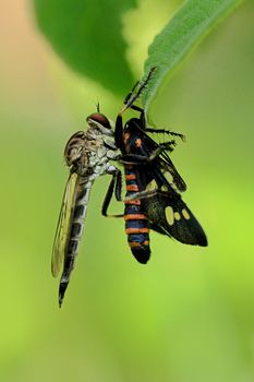 Robber fly eating a cicada insect for breakfast