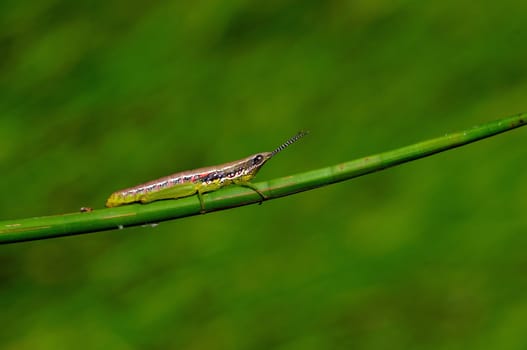 A beautiful colorful grasshopper on a twig early morning