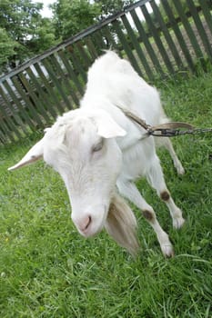 White nanny goat grazing on the green grass