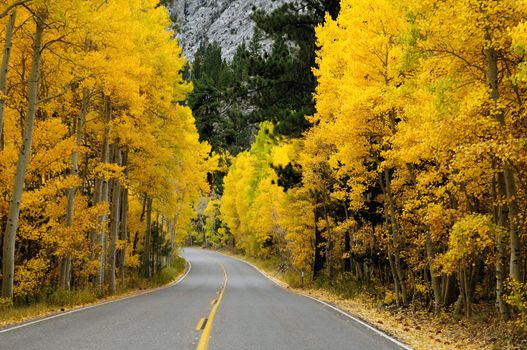 Autumn foliage at full bloom in mono lake region california