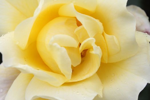 Closeup of white rose