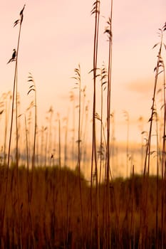 Silhouettes of sea reeds against colorful sky