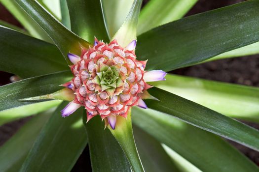 fresh pineapple fruit with purple flowers close-up