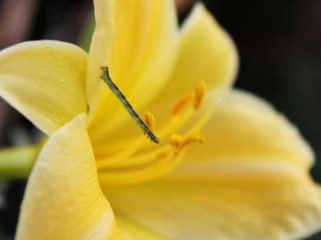 A little green caterpillar sitting on yellow lily