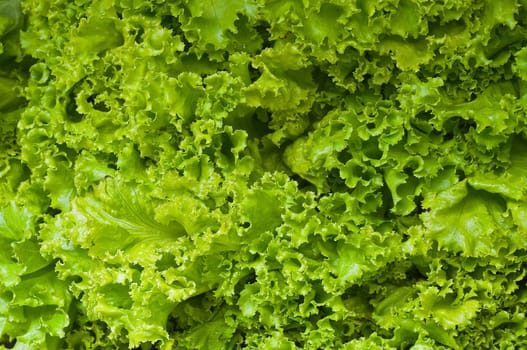 green vegetable background