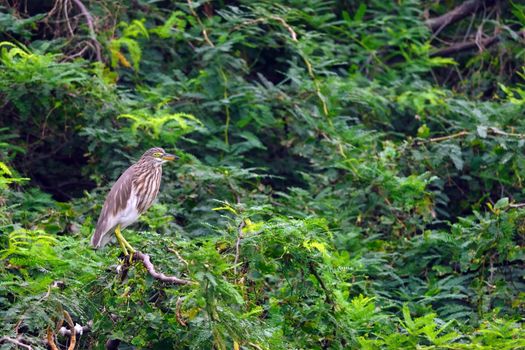 Migratory birds at pallikaranai marshland, India