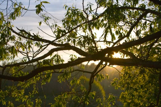 Silhouette of a tree branch at dawn