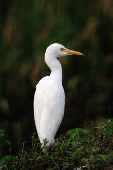 Migratory birds at pallikaranai marshland, India