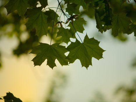 Maple leaves in low light at dawn, colorful sky in the background