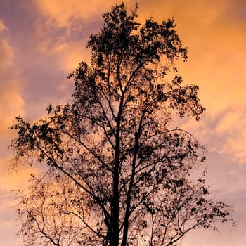 Silhouette of a suburban tree at sunset