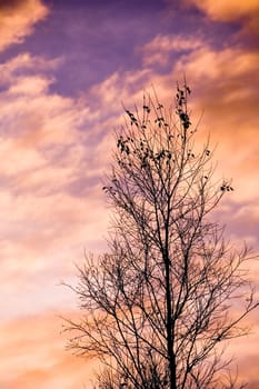 Silhouette of a suburban tree at sunset