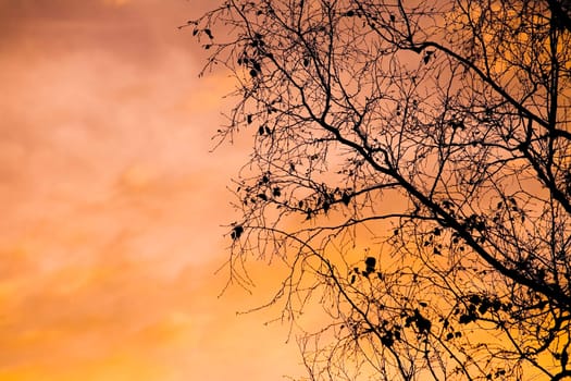 Silhouette of a suburban tree at sunset