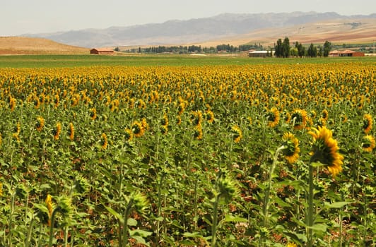 sun flower fields in the turkish countryside