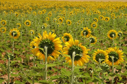 sun flower fields in the turkish countryside