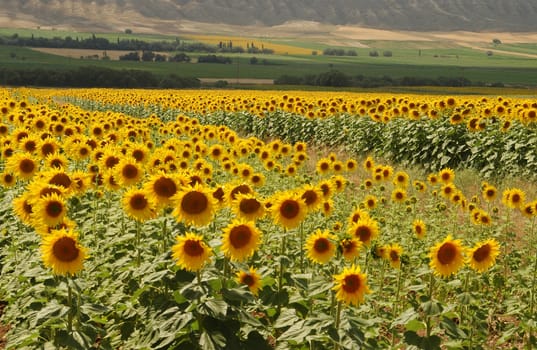 sun flower fields in the turkish countryside