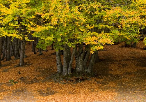 a nice autumn day in the park