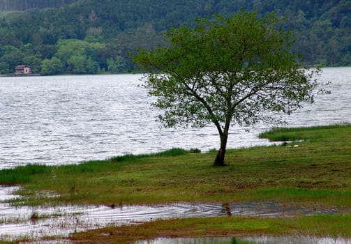 tree and the lake