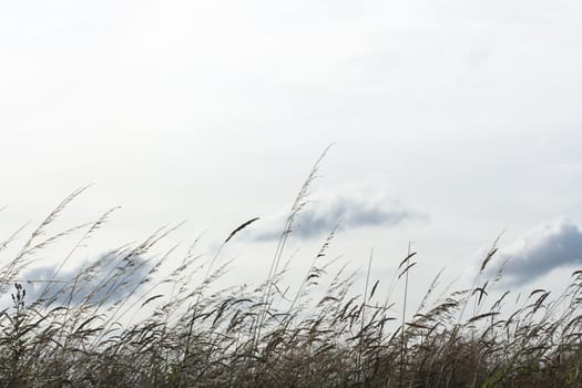 Backlighted grass with a white sky background (hz)