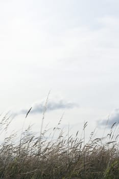 Backlighted grass with a white sky background (vl)