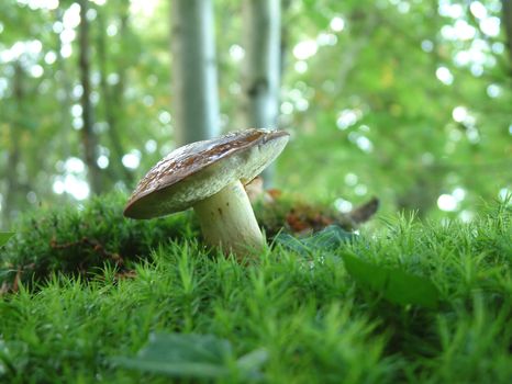 Boletus in the woods, a very tasty mushroomon on the moss, in Brittany, France