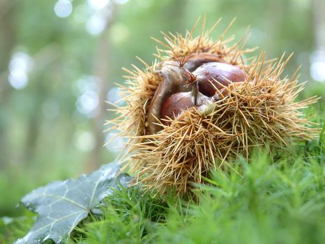 Chestnuts in the woods, photo taken in Brittany, France.