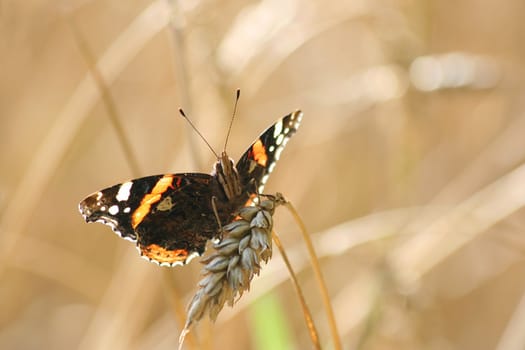 Backlighted Red Admiral butterfly (Vanessa atalanta) on an ear of wheat