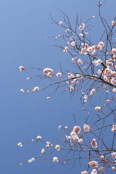 Beautiful tree in blossom, against a blue sky (vertical)