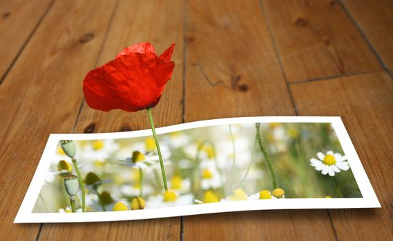 Poppy looming from a printed photo paper, on the floor