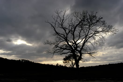 tree in the mountain