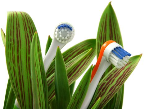 Toothbrushes growing like flowers, over white (horizontal), clipping path included