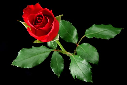 Red rose isolated on black
