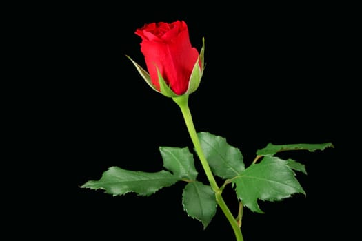 Red rose isolated on black