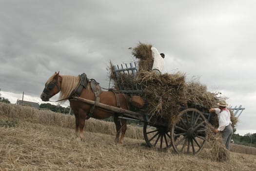 Vintage manual harvest, men working in a field
