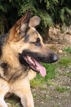 German shepherd with his tongue out