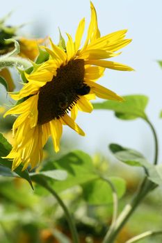 Backlighted sunflower in a field over a bright background