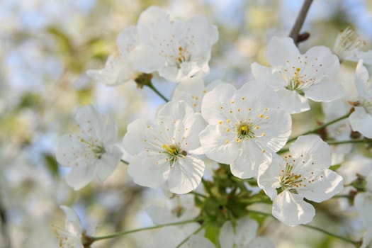 Blooming tree in spring, a delicate background